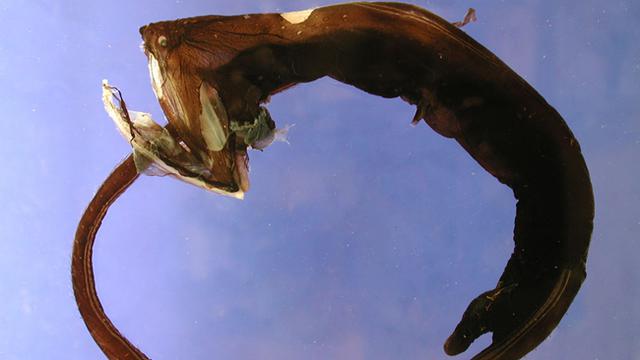 Enam Makhluk Berwajah Menyeramkan Ini Ada di Dasar Laut