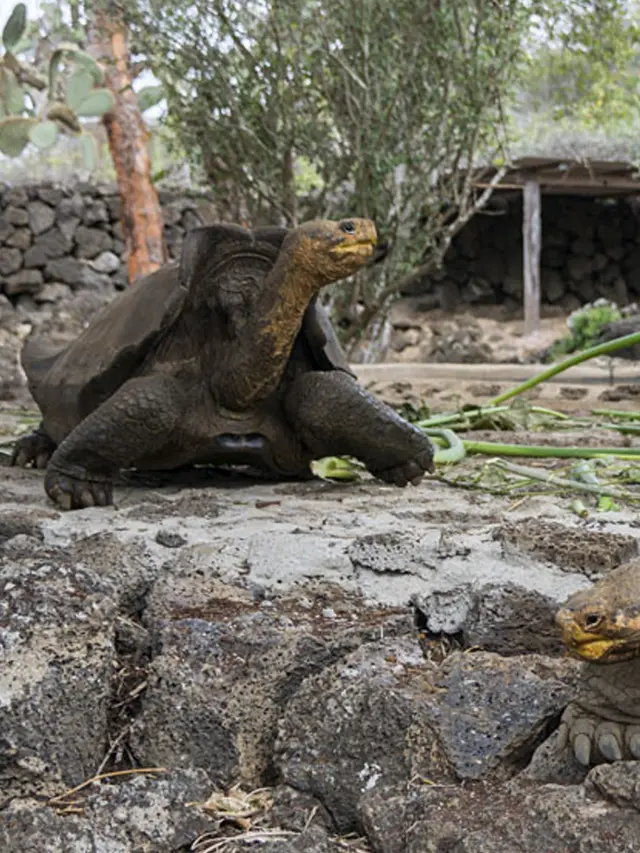 Kura-Kura Raksasa Galapagos