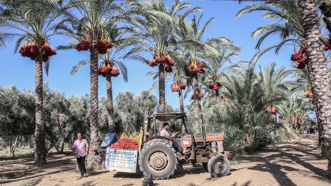 Seorang petani menggunakan alat berat membawa buah kurma selama panen tahunan di Deir al-Balah di Jalur Gaza tengah (24/9/2019). Warga Palestina yang tinggal di Deir al-Balah tengah sibuk dengan hasil panen kurmanya yang melimpah. (AFP Photo/Said Khatib)