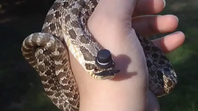 Berpesta, 12 Ular Ini Tak Lagi Seram dengan Topi di Kepala