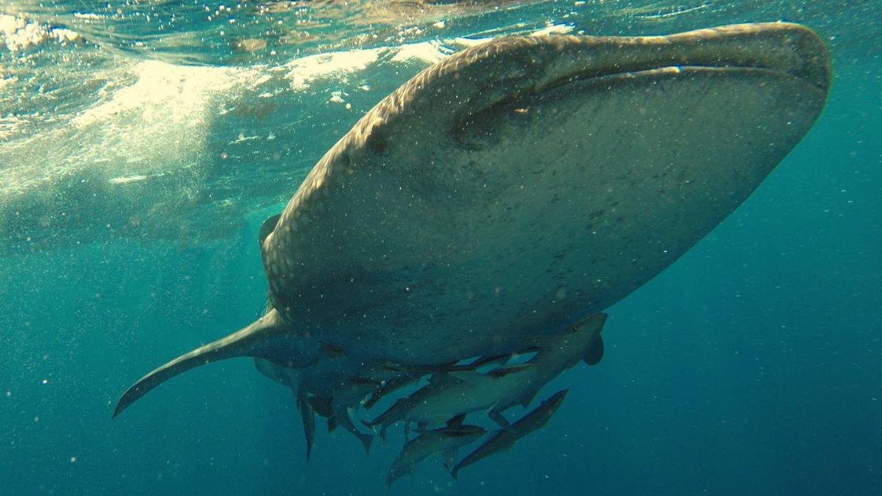 Kisah Nabi Yunus Ditelan Ikan Paus