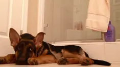 Seekor anjing jenis German Shepherd bernama Maximus kedapatan mengiringi nyanyian pemiliknya.