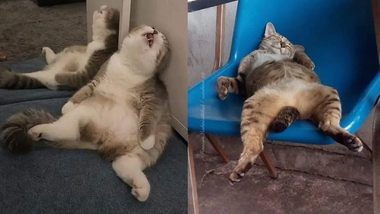 Pose Menggemaskan Kucing Saat Tidur Nyenyak Ini Kocak Banget