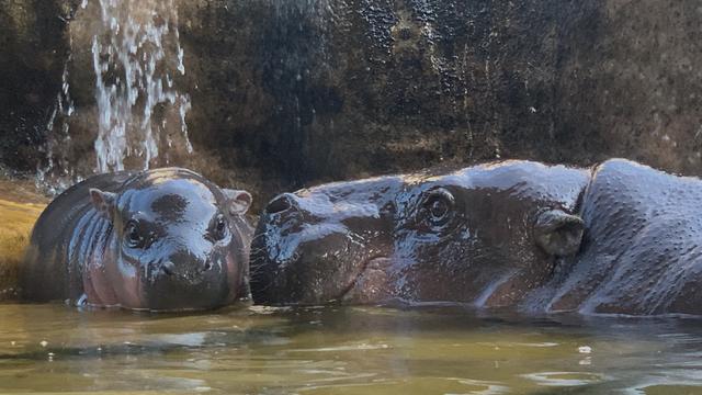 Tingkah Bayi Kuda Nil Kerdil Saat Bermain di Kebun Binatang Taipei