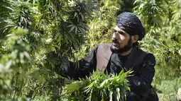 Seorang petani bekerja di perkebunan ganja di distrik Panjwai Kandahar (13/10/2021). Sebagian besar penduduk di Panjwai Kandahar adalah petani dan berpendidikan rendah karena tidak tersedianya sekolah. (AFP/Javed Tanveer)