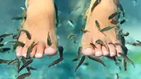 Jangan sembarang melakukan perawatan Fish Foot Spa jika tidak ingin tertular penyakit (Sumber foto: renova foot and angkle)