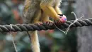 Seekor monyet tupai membuka telur Paskah yang berisi cacing dan biji-bijian di Kebun Binatang London, Inggris, Kamis (29/3). (AP Photo/Alastair Grant)