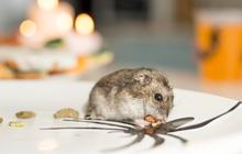 4 Bahan Aromatik Alami yang Ampuh Usir Tikus dari Dapur, Terbukti Efektif dan Ramah Lingkungan