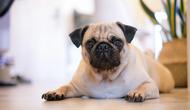 Pug dog. (Photo: Mink Mingle/Unsplash)
