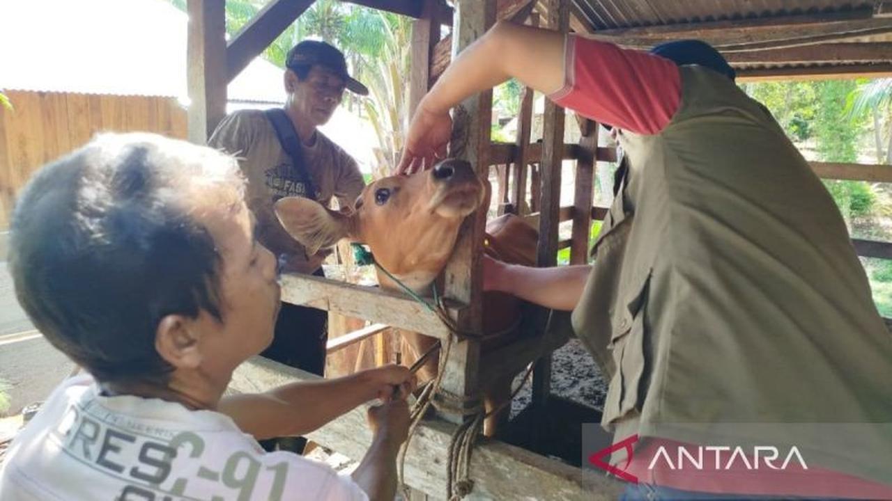 Jelang Idul Adha 2026, Pemkot Bengkulu Perketat Pengawasan Hewan Ternak