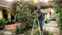 9 Tips Memangkas Bougenville agar Rambatannya Tidak Kusut dan Bertumpuk