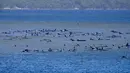 Kawanan paus pilot yang terdampar di perairan Pelabuhan Macquarie, dekat Strahan, Tasmania, Australia (21/09/2020). Sebanyak 90 paus telah mati dan operasi "menantang" sedang dilakukan untuk menyelamatkan 180 lainnya yang masih terdampar pada 22 September. (AFP/Handout/Ryan Bloomfield)