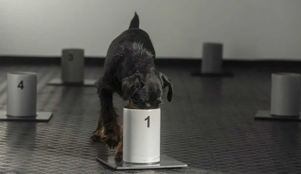 Seekor anjing Jagd Terrier bernama Renda mengendus aroma dalam wadah di pusat pelatihan anjing pelacak COVID-19, Kliny, Republik Ceko, 22 Januari 2021. Otoritas Republik Ceko melatih anjing untuk mengendus aroma COVID-19. (Michal Cizek/AFP)