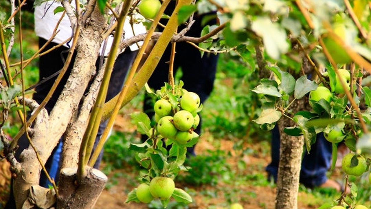 Beragrowisata ke kebun apel di Kota Batu