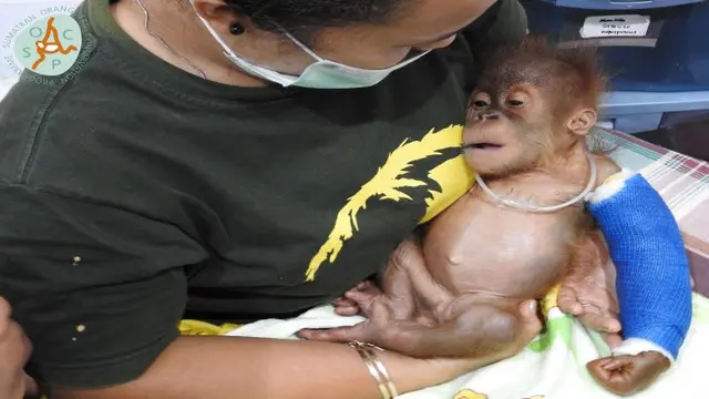 Orang Utan
