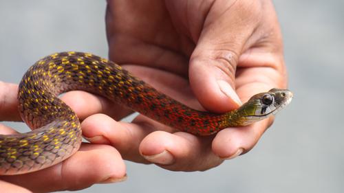 Ular Picung (Rhabdophis subminiatus) (Wikimedia Commons)