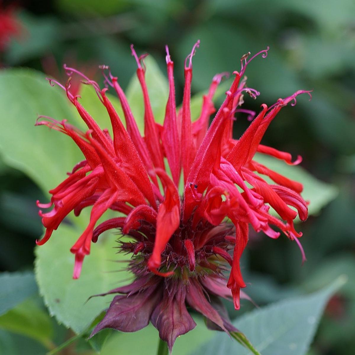 Ilustrasi Bunga Bergamot (©Pixabay)