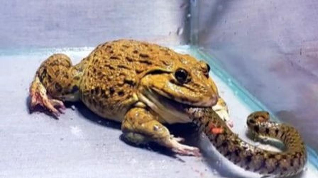 Katak pun meronta-meronta, tanpa melepas gigitan ke ekor ular. Bahkan katak itu terus memasukan setengah badan ular ke dalam mulutnya.