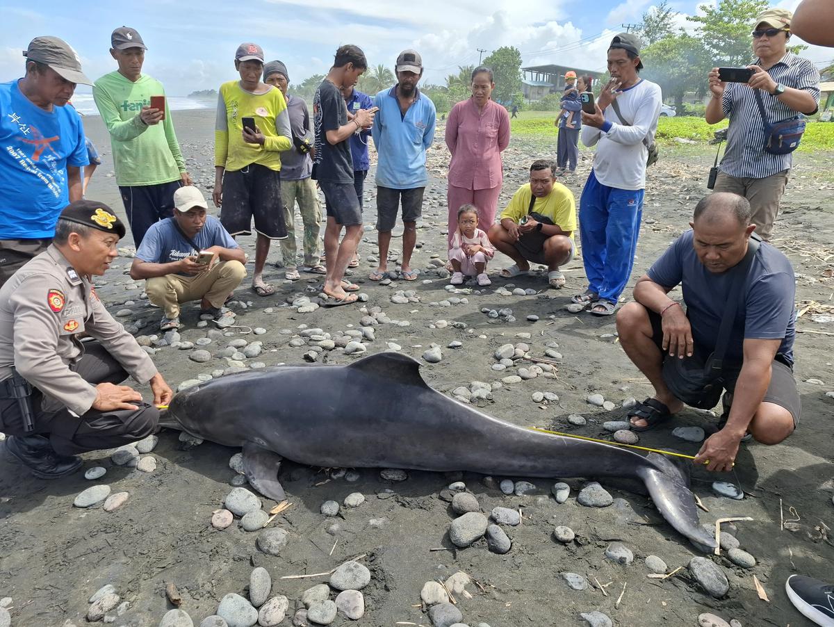 Pihak kepolisian saat mendatangi lumba-lumba hidung botol yang ditemukan terdampar dalam kondisi mati di pesisir Pantai Desa Yehsumbul, Kecamatan Mendoyo, Kabupaten Jembrana. Bali.