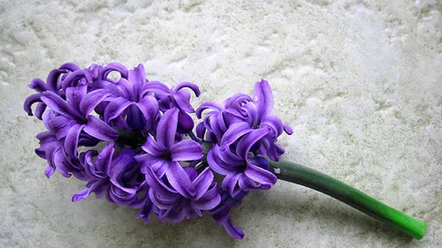 [Bintang] 7 Bunga Cantik Ini Ternyata Punya Makna yang Mengejutkan