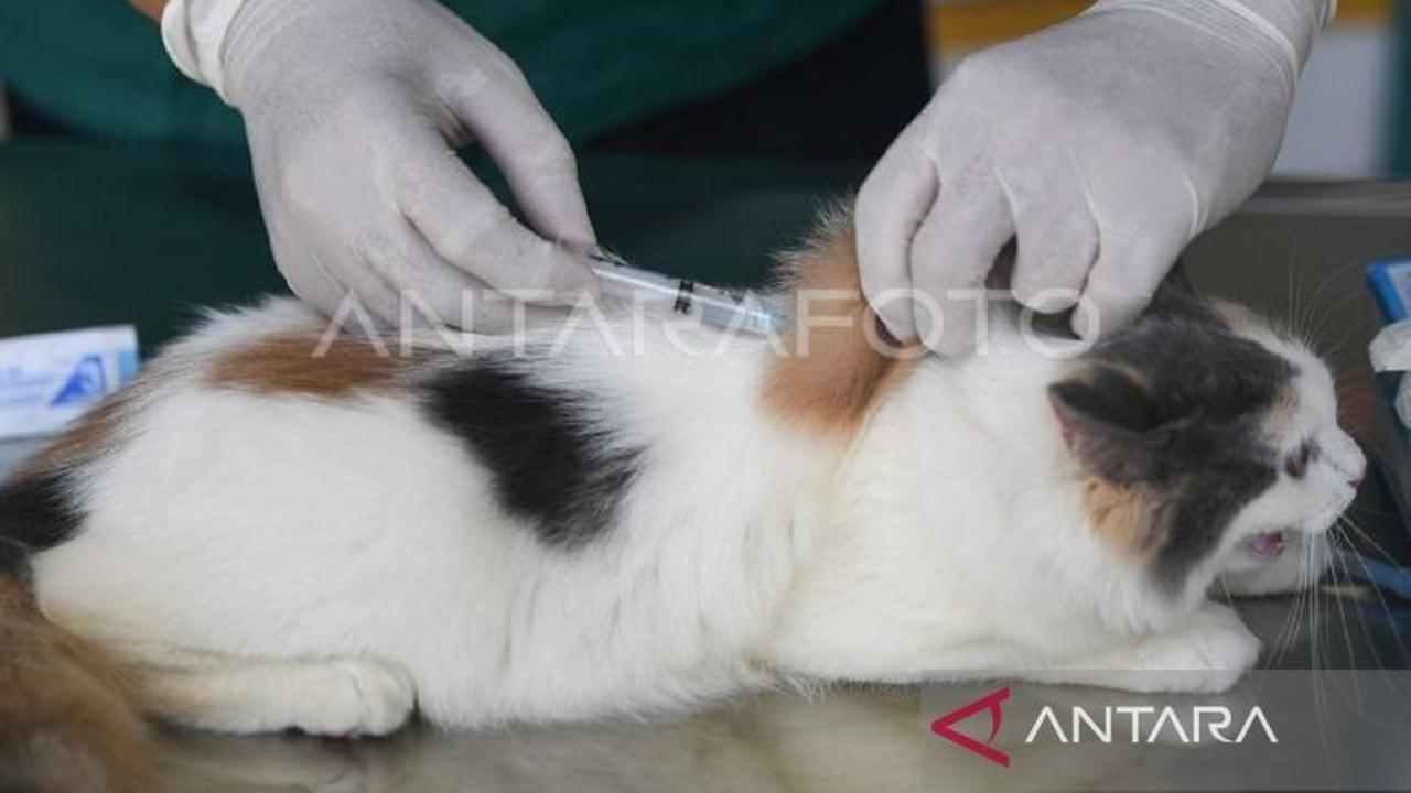 31 Puskeswan Kaltim Optimalkan Layanan Vaksinasi Rabies, Lindungi Hewan dan Manusia