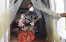 Puspitek musnahkan 1,5 ton ayam berformalin