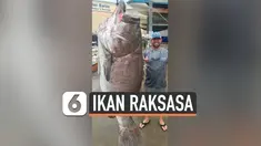 THUMBNAIL IKAN OARFISH