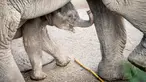 Bayi gajah, Mun berdiri di samping ibunya, gajah Asia berusia 22 tahun, Surin, saat pertama kali berjalan di kandang mereka di Kebun Binatang Kopenhagen, Rabu (7/10/2020). Bayi gajah tersebut lahir pada 1 Oktober 2020 lalu. (Photo by Mads Claus Rasmussen / Ritzau Scanpix / AFP)