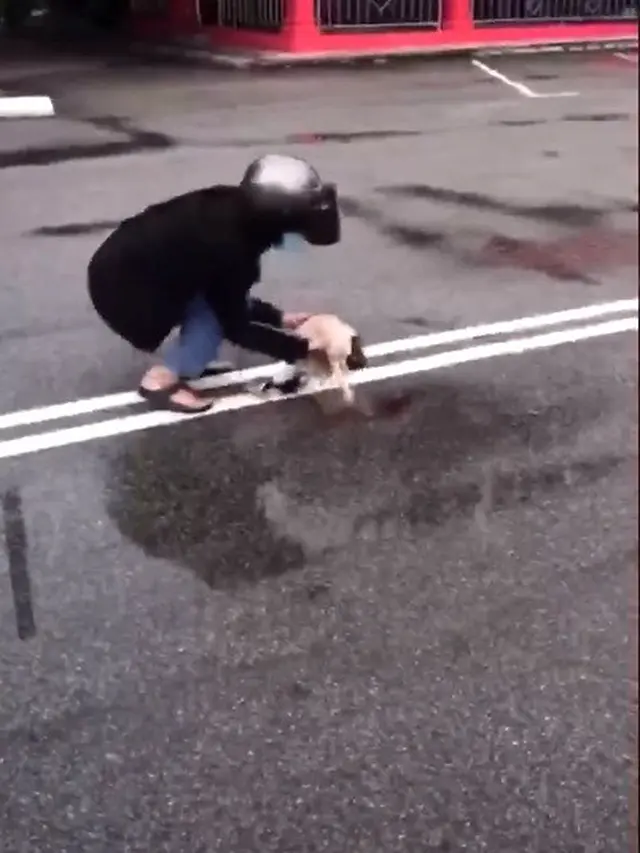 Video Kawanan Kucing Datangi Temannya yang Tertabrak Viral di Medsos, Bikin Haru