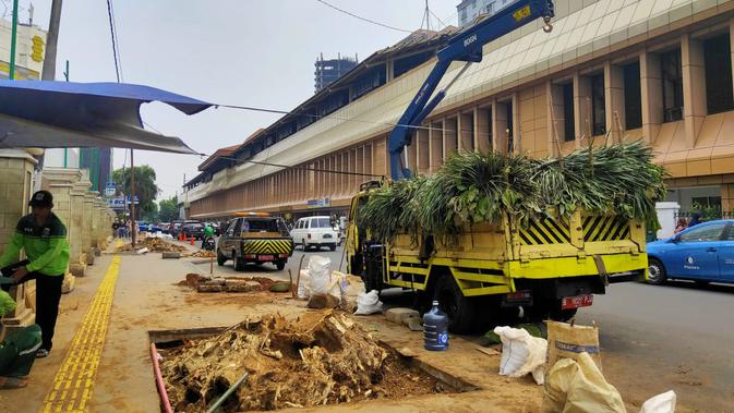 Bekas pohon-pohon besar yang ditebang di kawasan trotoar Cikini, Jakarta Pusat. Rabu (6/11/2019). (Liputan6.com/ Rizki Putra Aslendra)