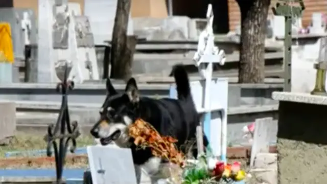 Kisah Mengharukan Anjing yang Menunggui Makam Tuannya Selama 11 Tahun