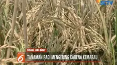 Kemarau tiba, ratusan hektare tanaman padi di Subang, Jawa Barat terancam gagal panen. Beberapa petani terpaksa melakukan panen dini.