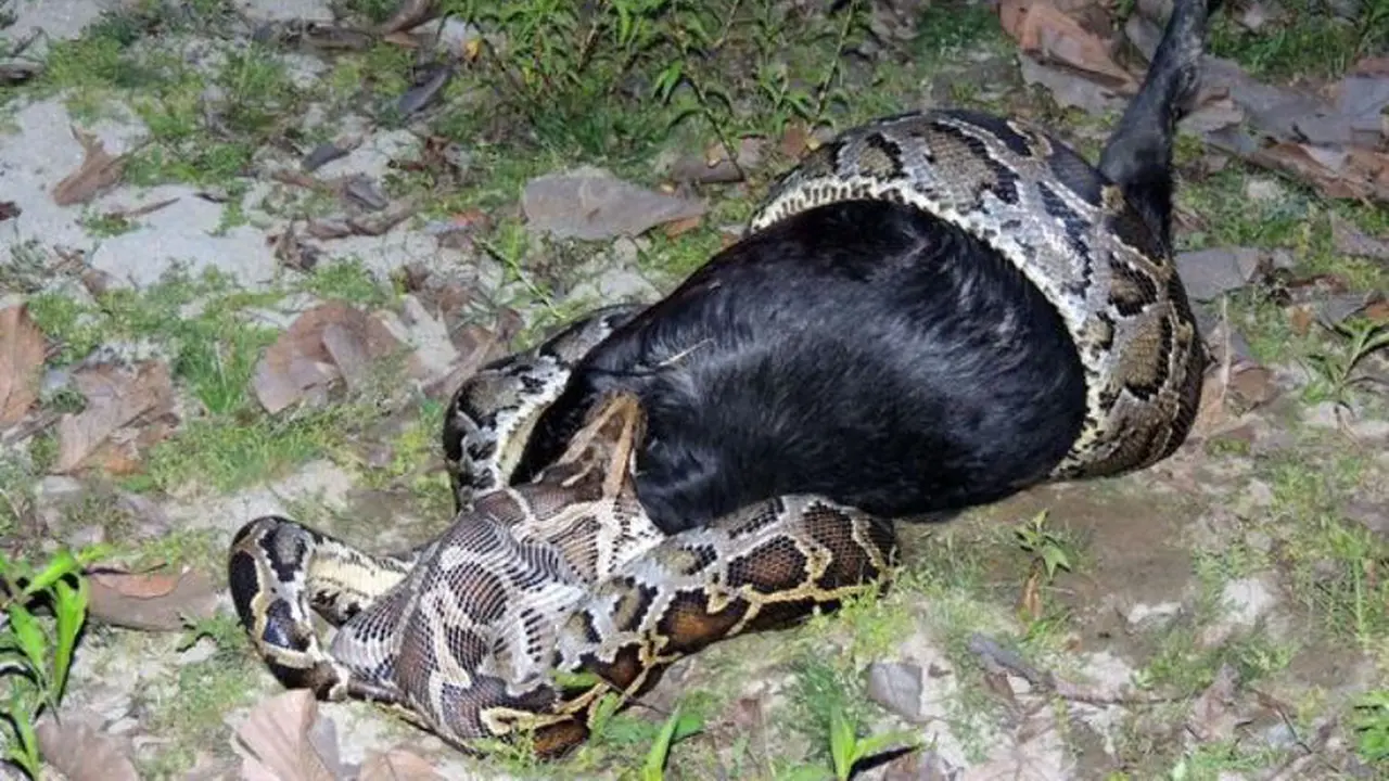 Heboh, Warga Tangkap Piton Raksasa Tengah Makan Kambing