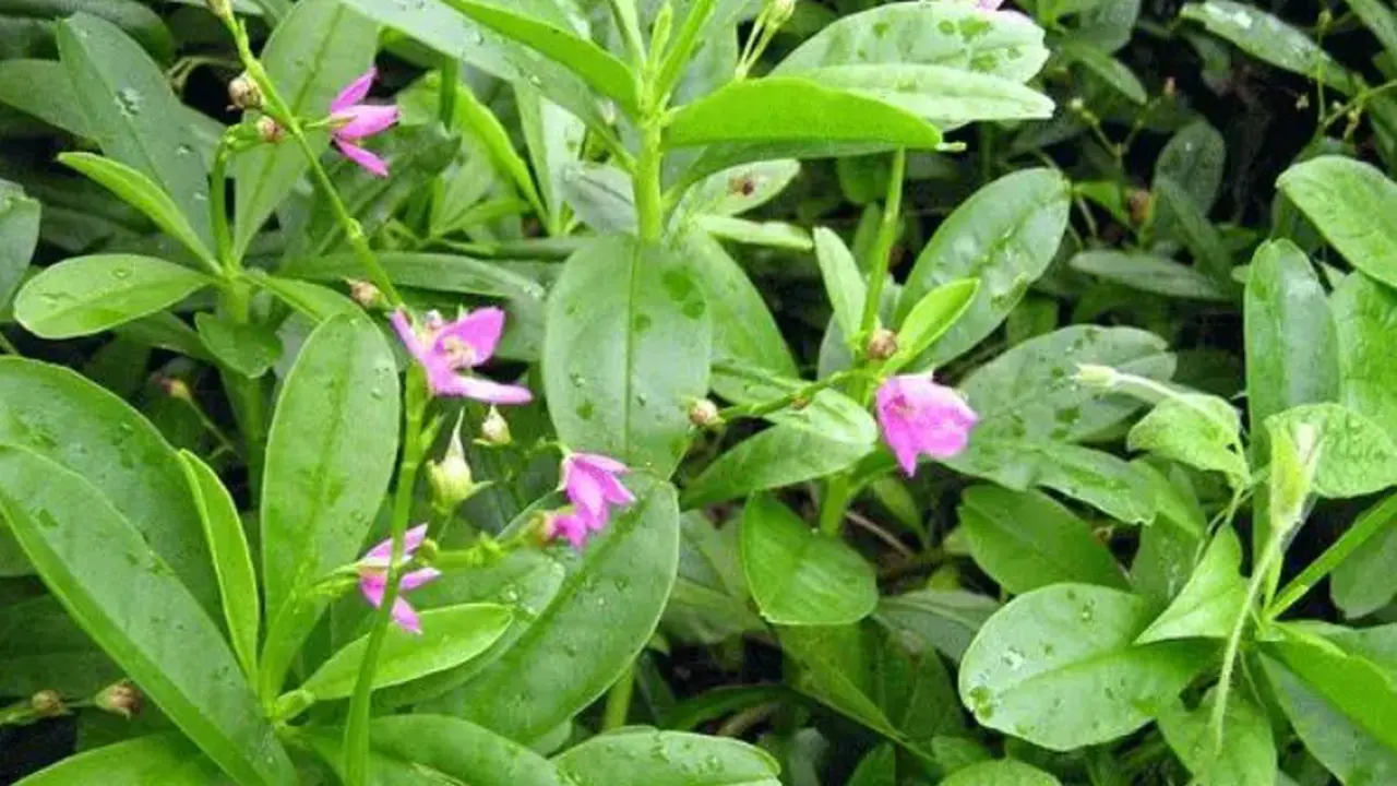 Daun Gingseng Jawa