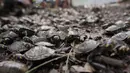 Kura-kura sungai berbintik kuning ini berukuran kecil dengan panjang maksimal sekitar 12 cm. (Orlando Junior/AFP)