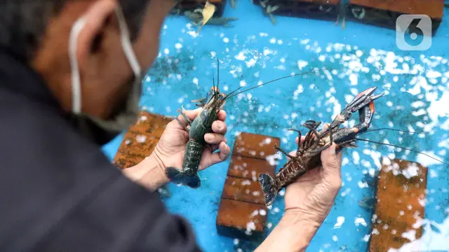 FOTO: Permintaan Lobster Air Tawar Mulai Ramai