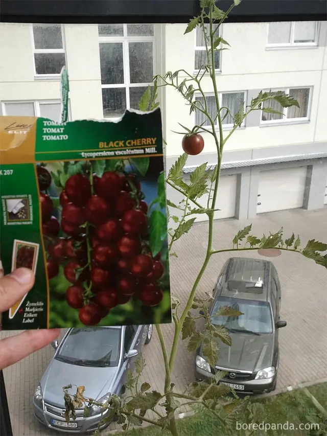 Hasil Berkebun Tak Sesuai Ekspektasi