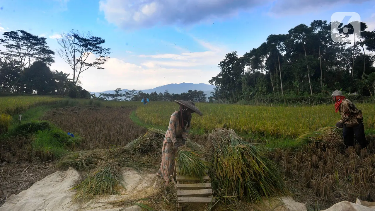 Musim Hujan, Harga Gabah di Tingkat Petani Naik
