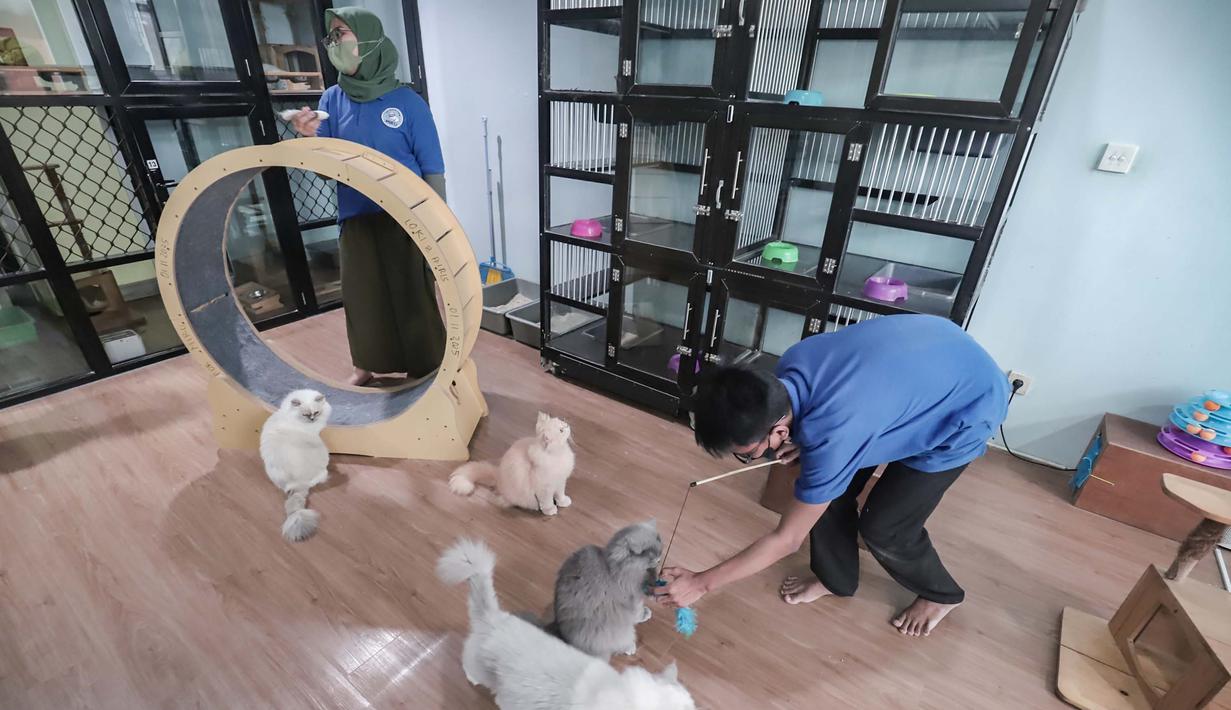 Karyawan bermain dengan kucing peliharaan yang menginap di sebuah hotel khusus hewan di Jakarta Pusat, Kamis (19/3/2026). Libur Lebaran 2026 tiba, sejumlah lokasi layanan penitipan hewan atau pet hotel mengalami lonjakan. (merdeka.com/Arie Basuki)