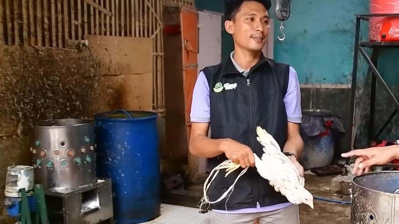 “Saat itu posisi ayamnya sudah besar, kurang lebih 35 hari, kerugiannya mencapai Rp15-an juta saat itu,” katanya.