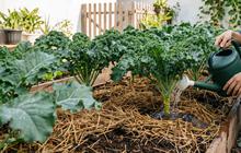 8 Cara Menanam Sayur Kale di Dataran Rendah, Tips Agar Daun Tidak Pahit dan Alot