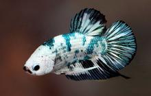 10 Ikan Hias yang Tahan Hidup di Air Tanpa Filter Akuarium, Mudah Dirawat