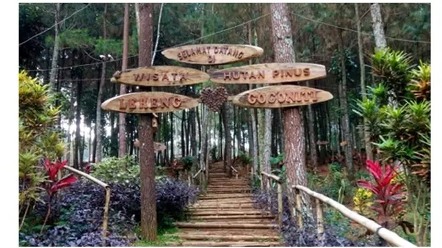 Hutan Pinus Gogoniti