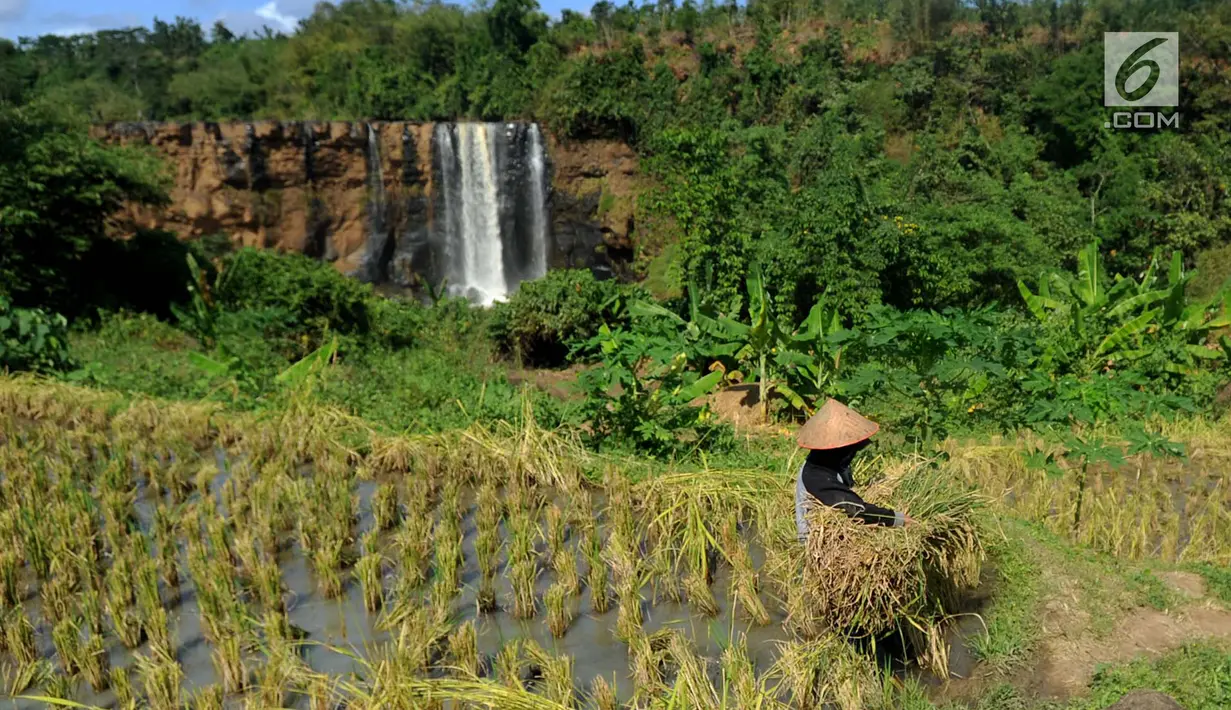 Petani memamen padi dengan latar belakang Curug Awang di desa Taman Jaya, Ciletuh, Sukabumi, Jawa Barat  (24/6). Curug ini memiliki keindahan dinding batu alam yang berwarna coklat kemerahan sebagai karakteristik. (Merdeka.com/Arie Basuki)