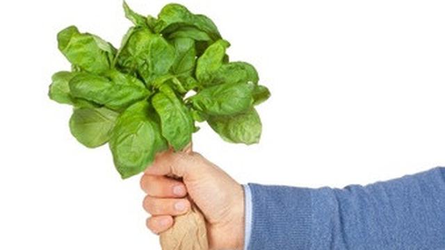 Ilustrasi daun kemangi