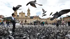 Kawanan burung merpati memenuhi Alun-Alun Bolivar di Bogota, Kolombia, 2 Oktober 2018. Pemerintah Bogota berusaha mengurangi jumlah populasi merpati melalui larangan bagi pengunjung untuk tidak memberi makan lagi burung-burung itu. (AP/Fernando Vergara)