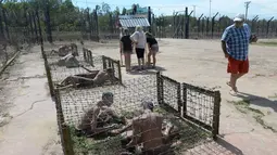 Pengunjung melihat penjara khusus tawanan (Tiger Cage) di lokasi bekas penjara Phu Quoc, Vietnam, Senin (10/4). Tiger Cage yang hanya seukuran panjang tubuh dan kawat duri di sekelilingnya. (AFP PHOTO / HOANG DINH NAM)