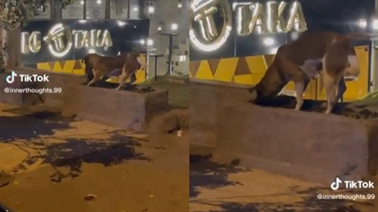 Viral Momen Haru Anjing Kuburkan Kucing yang Tertabrak Mobil, Bikin Netizen Terenyuh