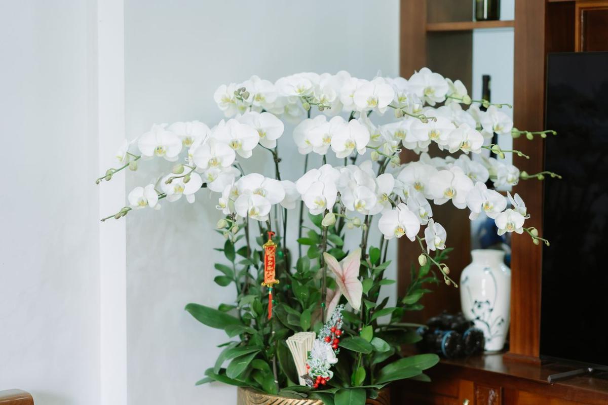 Anggrek (Orchid)