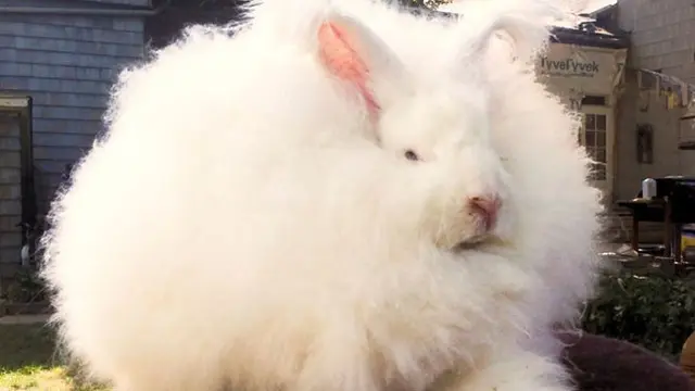 Bad Hair Day-nya Hewan
